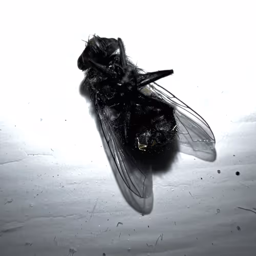 tonybaby13 Collection