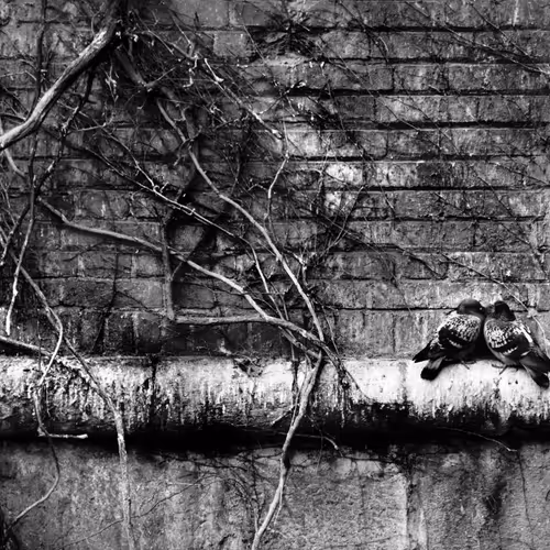 Lemuel Photography