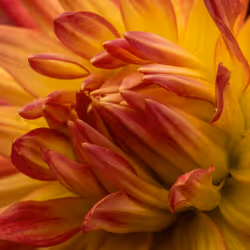 Dahlia Center