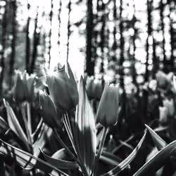 Tulip shit #8