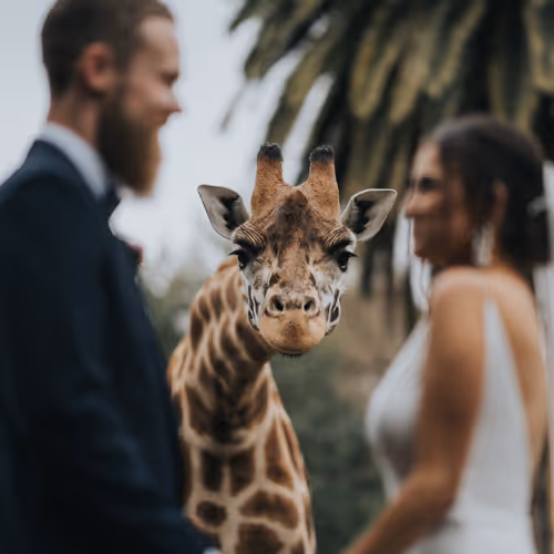 You May Now Kiss The Bride #1