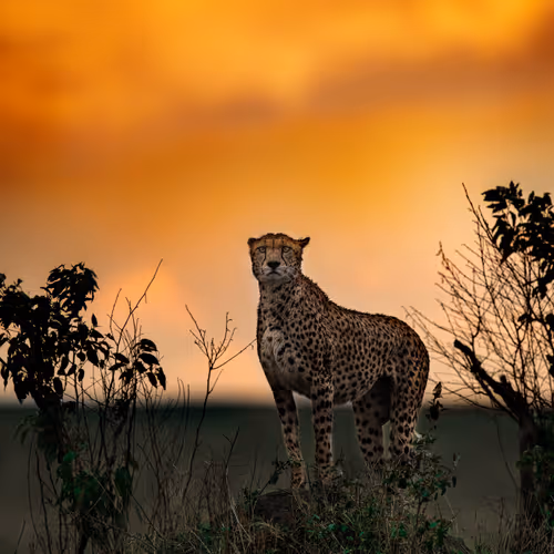 Cat at dusk #10