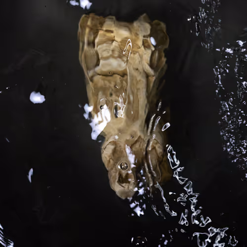 Genesisunderwater