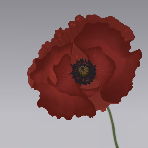 Poppy flower sadness