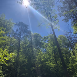 Sunshine through the Trees of a Mountain
