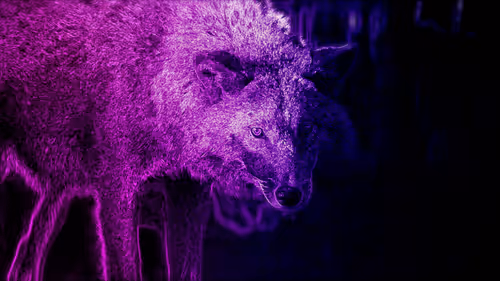 Item #44700177556079130579027571864789921161109844202338692374214745846973103865866 Media