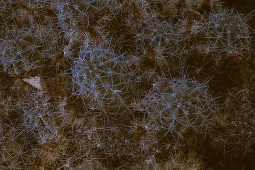 Item #59289559974989153339537177586835071468773347451990406797747693811410116018177 Media