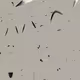 88918197176766292892692431209981992386911718000446174028146439883036704112641