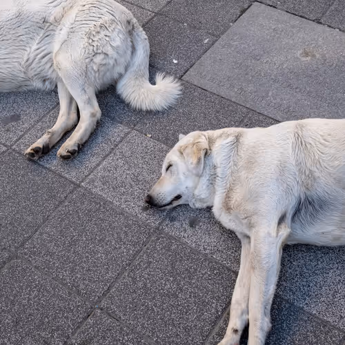 Weanimalsgonnamakeit