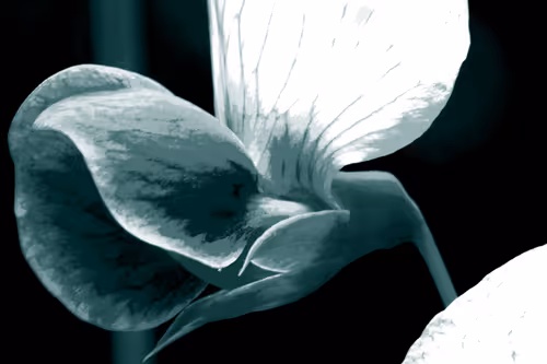 Item #75558847480834475589894544577286849716177740925840004778985263558955936776193 Media