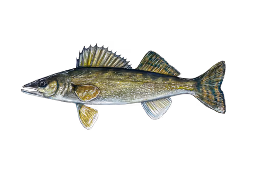 Item #3373511441100752949956833568565182299272923617678340829629130246812885581825 Media