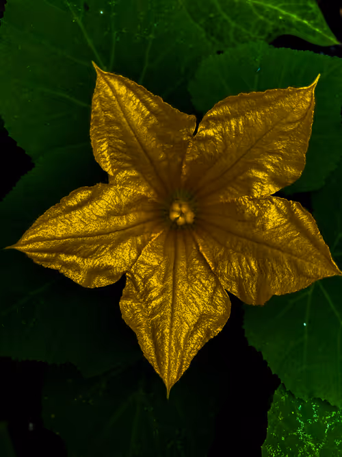 Item #40090172695085413256965535555586358742660933280315103792741764960332090966017 Media