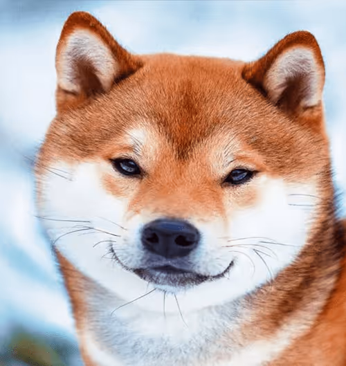 Item #34470142884482375674331152583341387110725961593908059002011227355334362267748 Media