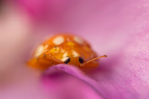 Item #11893448461842202167923125391346137616384292588036434545660885368230285148161 Media