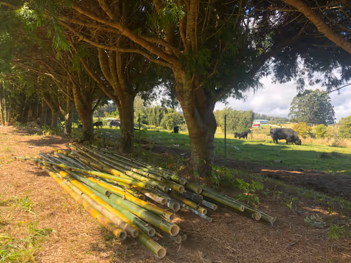 Item #111384347419130010131898734196272882001680551158239169533315207248197156077569 Media