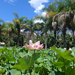 Mauritius #15