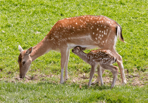 Wildlife Photography Collection