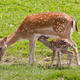 Wildlife Photography Collection