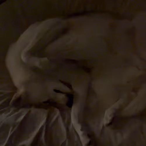 Item #62175267119956854346768101641824727859604734918017792062945530260116274675713 Media