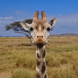 Savannah Giraffe