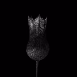 flower on black 1