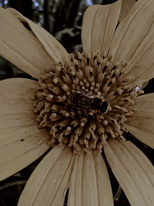 Item #6030034641145490861292793517900780524164723891324661626566554615107417014273 Media