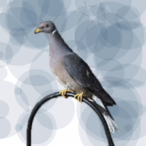 Item #44224140947385297080294490486331546758837636797201957936873602918635307794433 Media