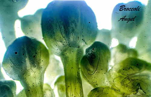 Item #83492542219966292281678492459995273614130213244614101144777663963047705706497 Media