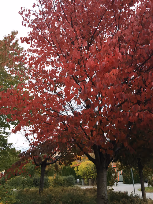 Item #105335933131872880516626061464876793323512581126524064539939514968213718827009 Media