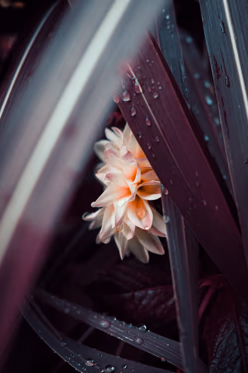 Item #103066555971611021134149055345018438449666255846358212838134356834491641626625 Media