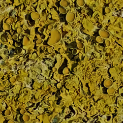 HT 2