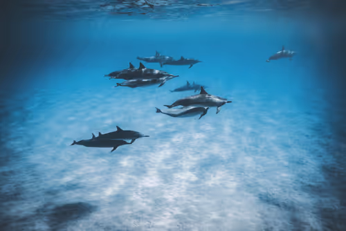 Item #78064220502355505726869985793984720926867023015257308531581829166998552051713 Media