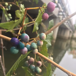 Berries