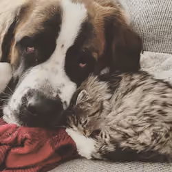 Couch cuddles