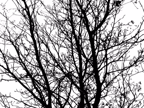 Item #13665938074563914331498291329920780757136253607588816979915017118882925117441 Media