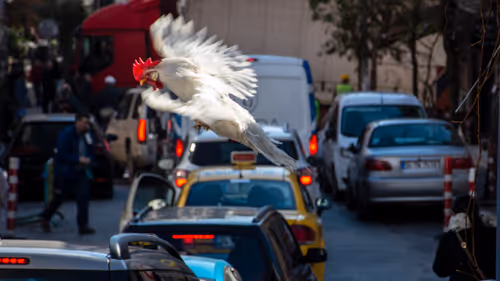 Item #45698053960438807051727633621105073210005053048443120307747772239129799032833 Media