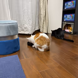 57432309319676179700798702069366385585354272226932054472084541739624753528833