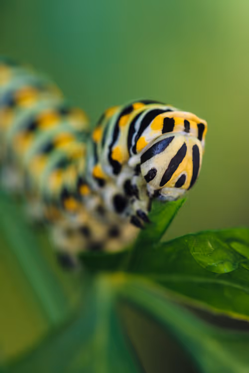 Item #105090597216655980557633683149084672751347825439893935605656298007825724997633 Media