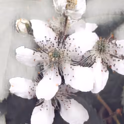 Antheias Joy
