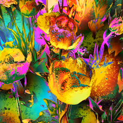 Beauty of Tulips