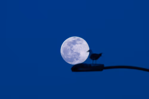 Item #42729861163771567341829383527928804346395504849525264536095462048693464596481 Media