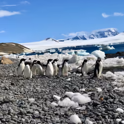 Penguins in Antarctica 