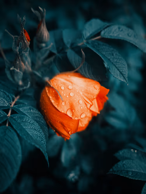 Item #103066555971611021134149055345018438449666255846358212838134356847685781159937 Media