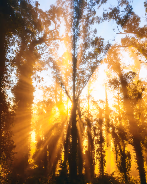 Item #99379921276153973634104125152908526548510783699959858376338453561210453360641 Media