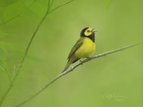 Item #87010381111465546446533837784739915015969227836849701116768191718314999808001 Media