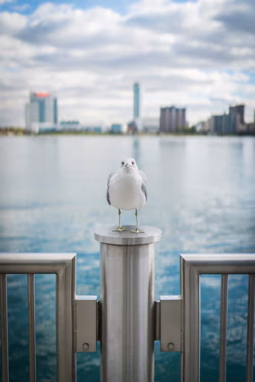 Item #69017446822111679045045995670166594693570264326858051534012552097359770681345 Media