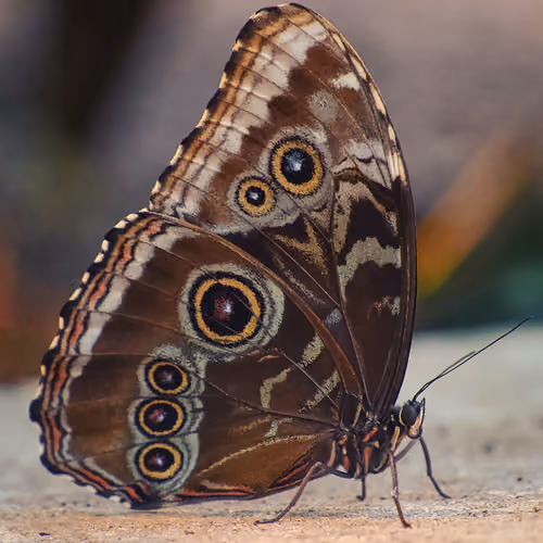 insectography #26