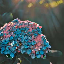 Flowers in the Japanese Sun
