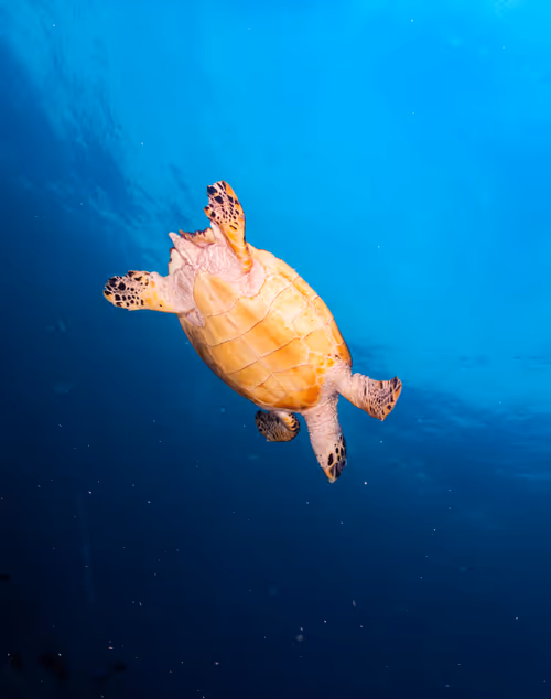 Item #85312989022681003031412442344927138418005148056611156667378218225217992392705 Media