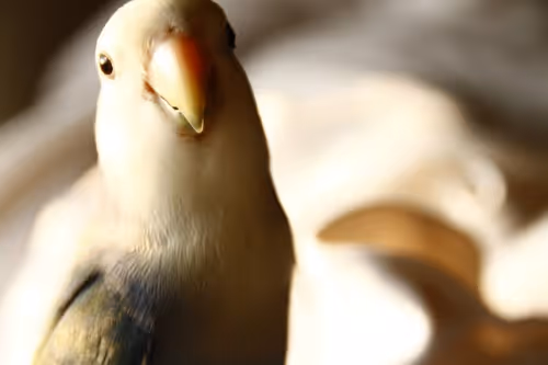 Item #105322358618701185533743754469895824107639028648078310589264470454295876075521 Media